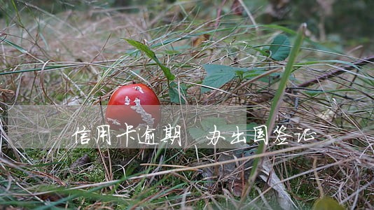 信用卡逾期 办出国签证 信用卡逾期 办出国签证